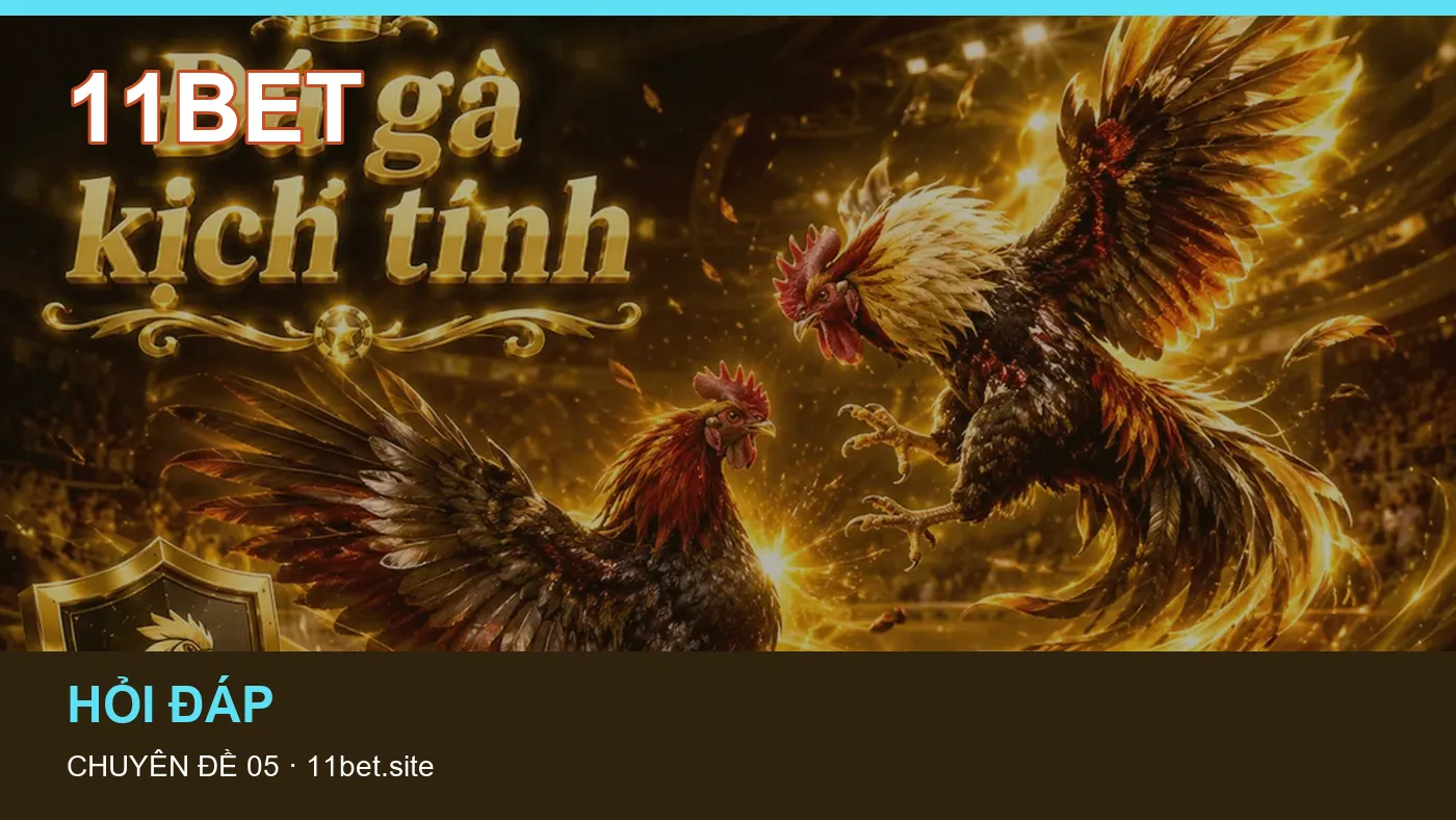 Trải nghiệm Dữ liệu trận đấu trên điện thoại cùng cẩm nang 11BET